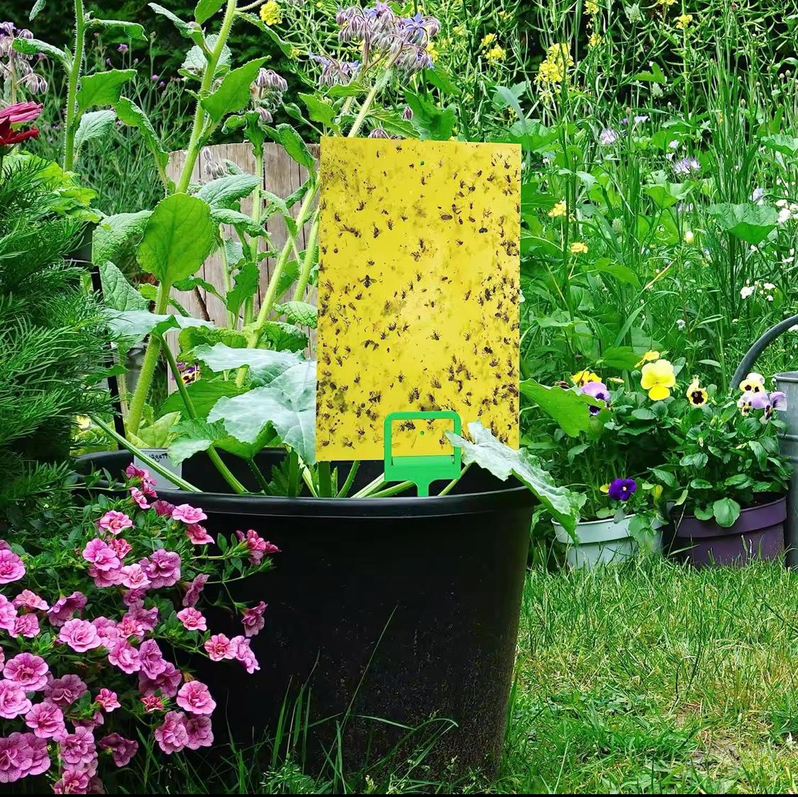 Benzile Anti-Insecte™