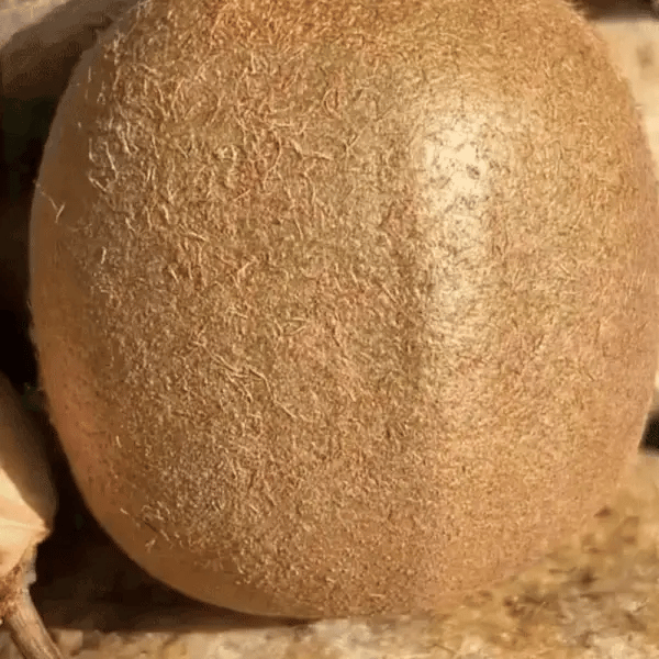 Răsaduri de KIWI Românesc
